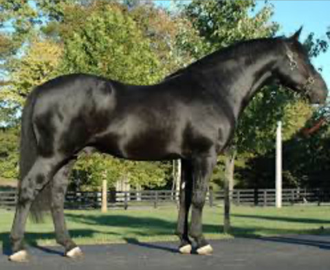 Dstallion profile picture