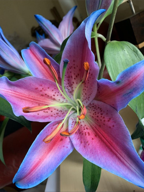 Samurai kittie profile picture