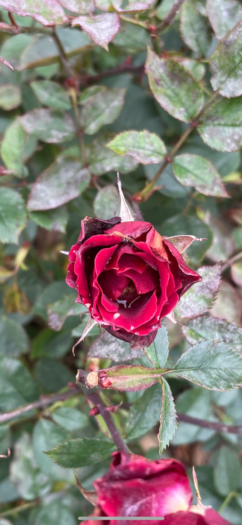 Goddexx Freya & Princess Lele profile picture