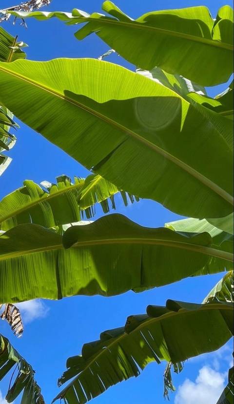 @sativasecrets nude sativasecrets nude