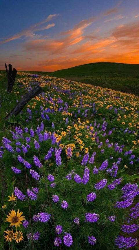 @ariberryxxxx nude ariberryxxxx nude