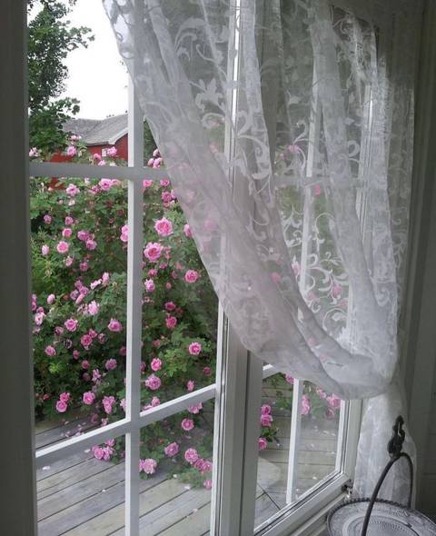 @vixenbunny0 nude vixenbunny0 nude