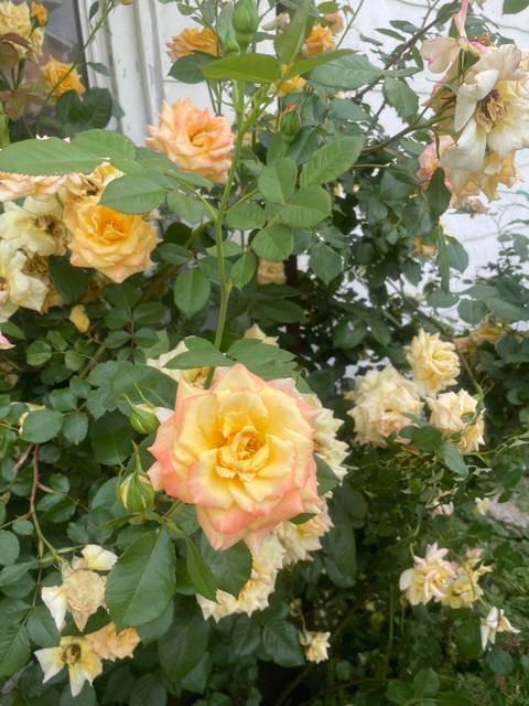 @adiamondskye18 nude adiamondskye18 nude