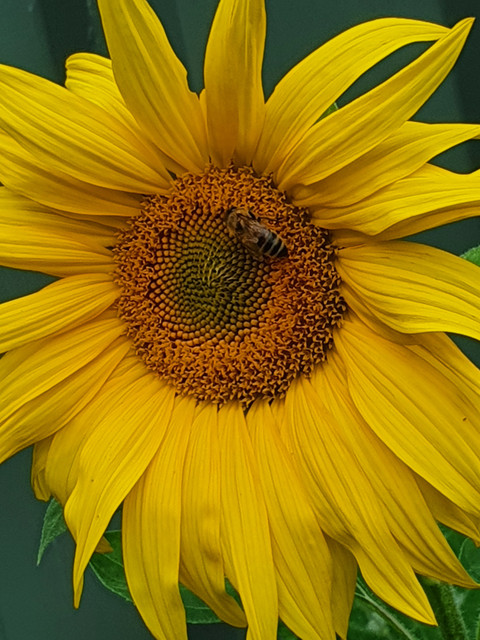 Mountain Man profile picture