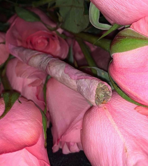 Raina Love profile picture