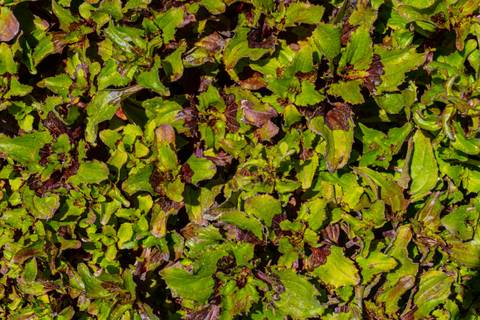 @sspicycouple nude sspicycouple nude