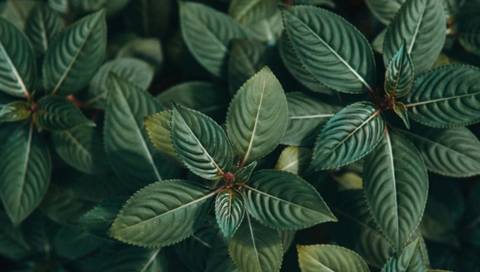 @puppydasplants nude puppydasplants nude