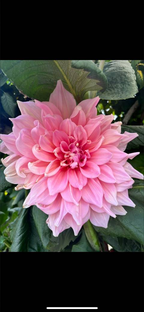 @feisty.red @feisty.red