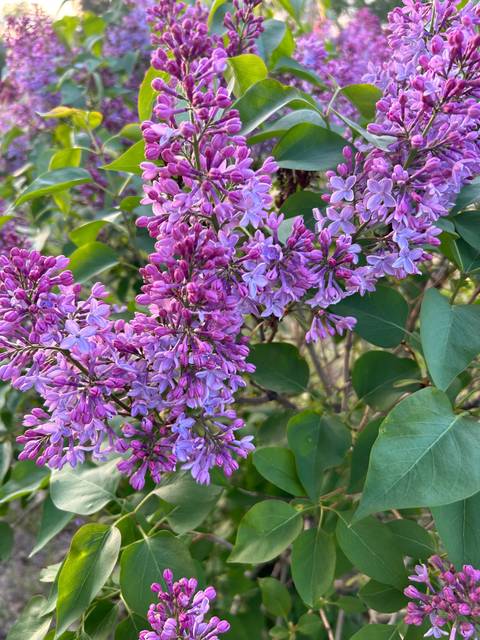 @mazhii nude mazhii nude