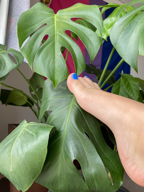 Crotalus Durissus profile picture