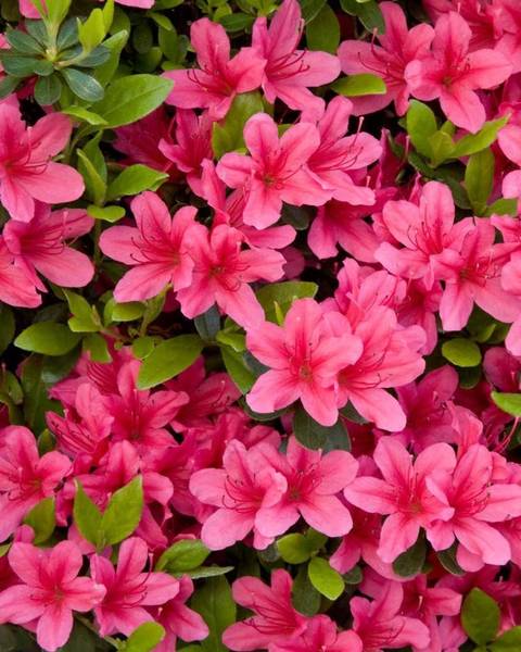 @onlylolyfans nude onlylolyfans nude