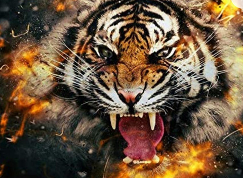 HauteKitty profile picture