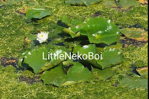 @littlenekoboi nude littlenekoboi nude